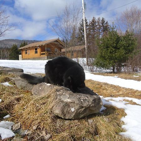 Cajun Cedar Log Cottages Margaree Forks Esterno foto