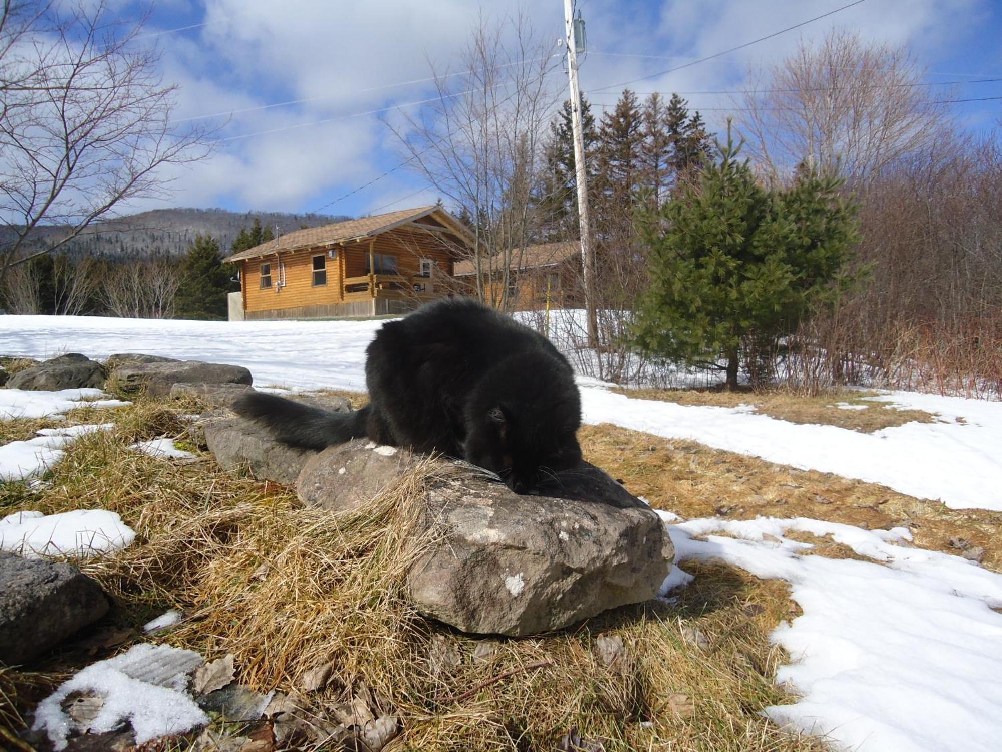 Cajun Cedar Log Cottages Margaree Forks Esterno foto